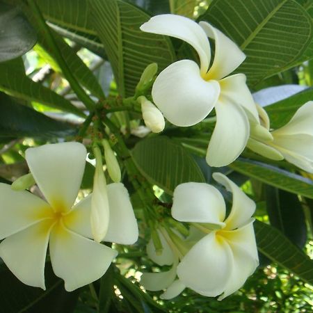 Baan Kuasakul Resort Mae Nam Zewnętrze zdjęcie