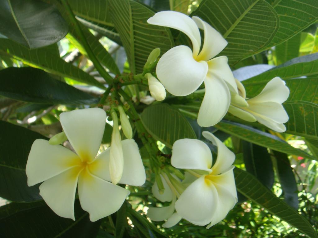 Baan Kuasakul Resort Mae Nam Zewnętrze zdjęcie